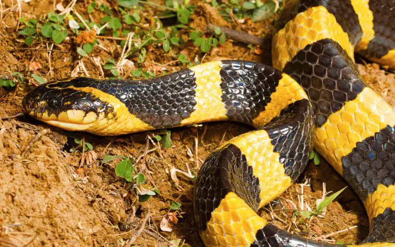 Black Snakes with Yellow Spots