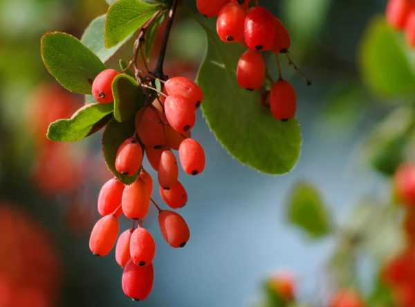 33 Trees with Red Berries (Pictures and Identification)