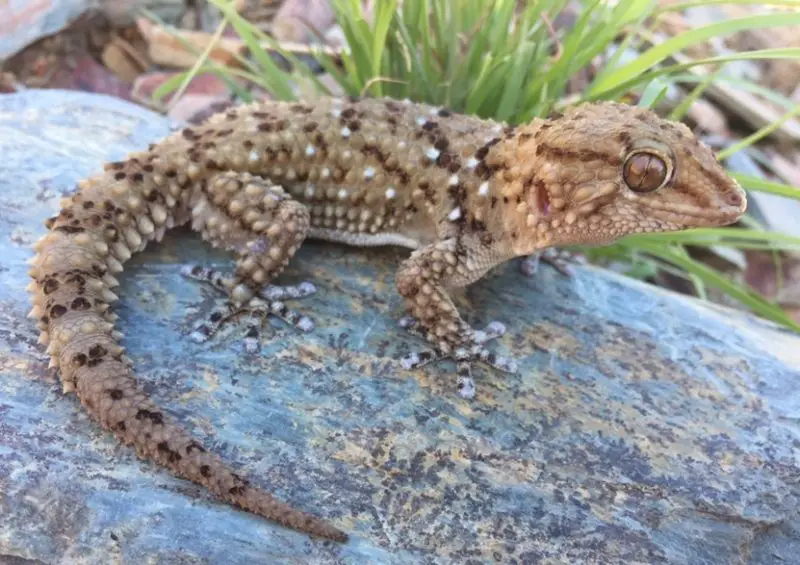 Types of Geckos