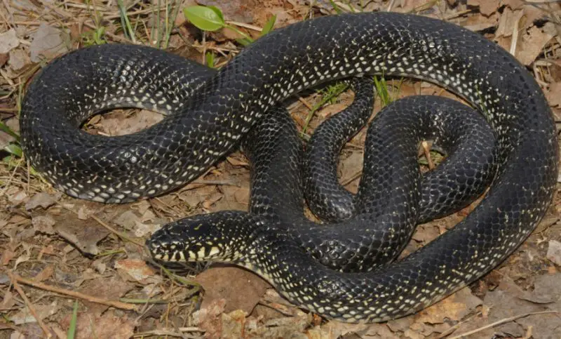 Black Snakes with Yellow Spots