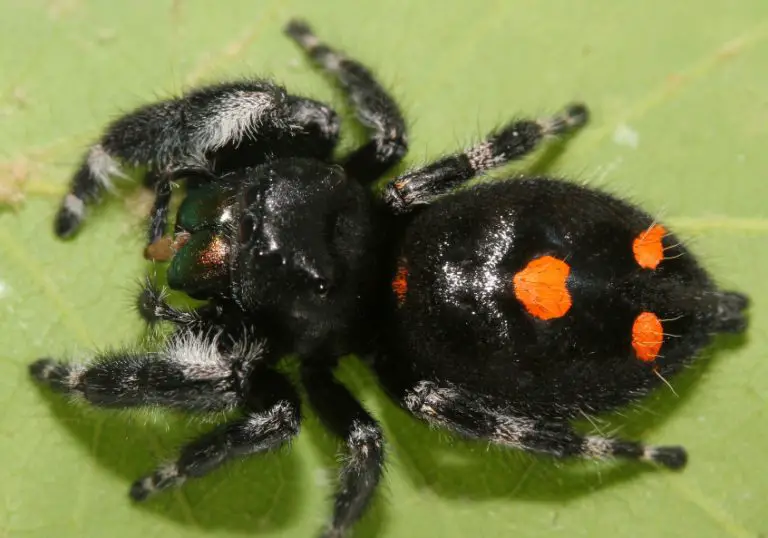 27 Black Spiders with White Stripes (Pictures and Identification)