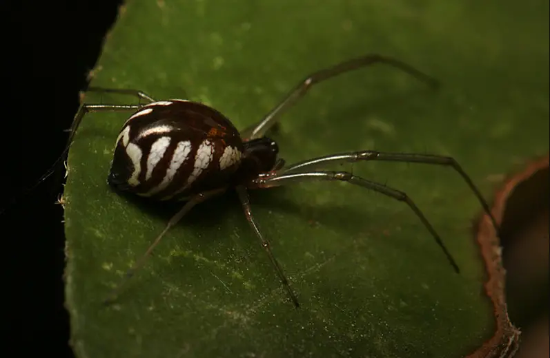 Black spider with white stripe