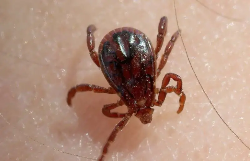 Dangerous Bugs in New York