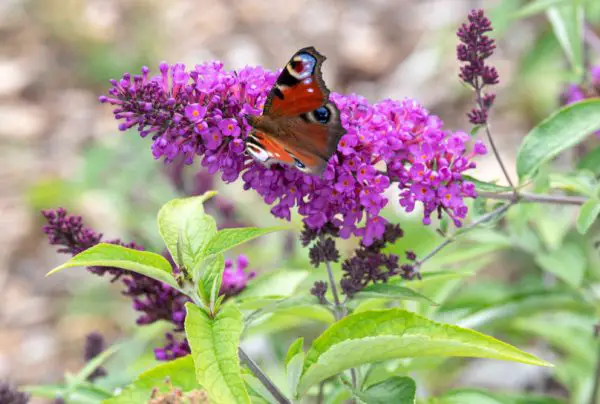 flowers that attract butterflies