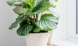 38 Plants with Big Leaves for Indoor Space (Pictures and Names)