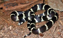 17 White Snakes With Black Stripes (Pictures and Identification)