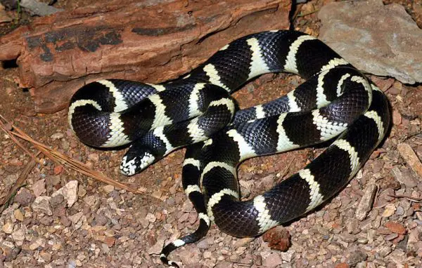 White Snakes With Black Stripes