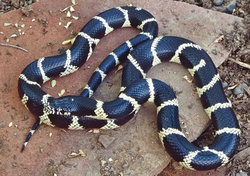 Black Snakes with Yellow Spots