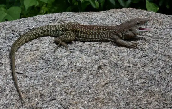 71 Lizards in Arizona (Pictures and Identification)