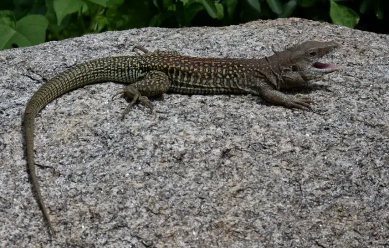 71 Lizards in Arizona (Pictures and Identification)