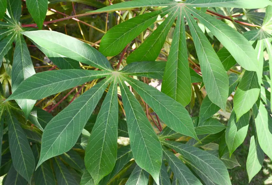 15 Plants That Look Like Marijuana (Pictures and Identification)