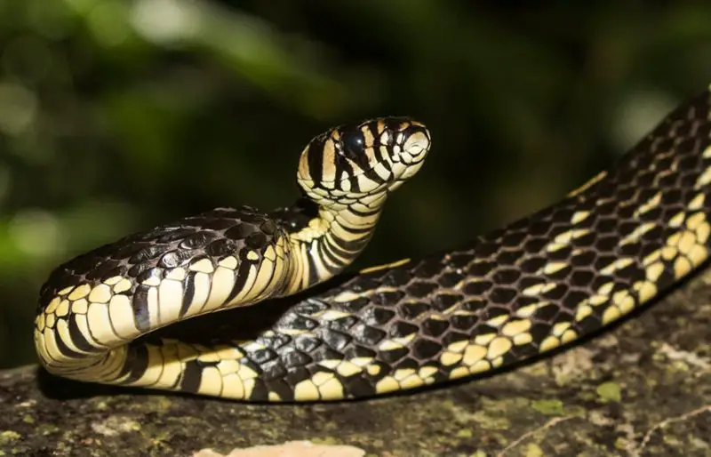 Black Snakes with Yellow Spots