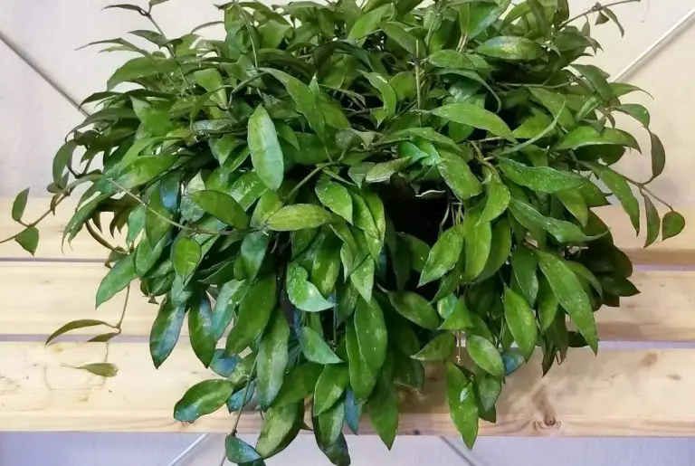 40 Gorgeous Indoor Climbing Plants (Pictures and Care Guide)