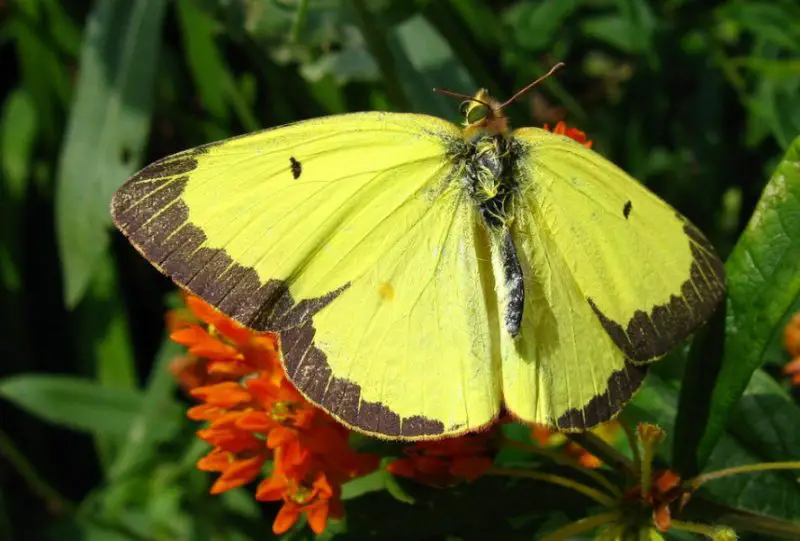 Michigan Butterflies
