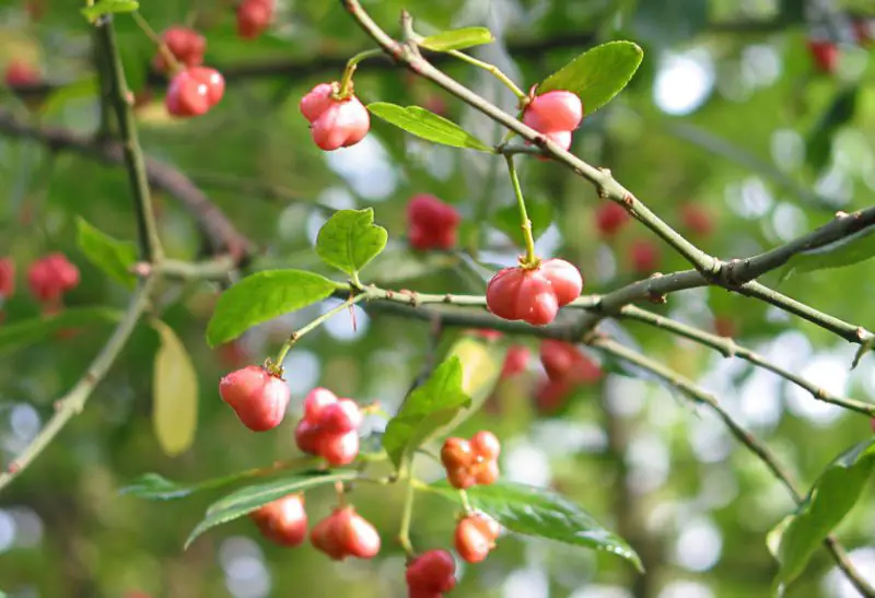 Trees with Red Berries