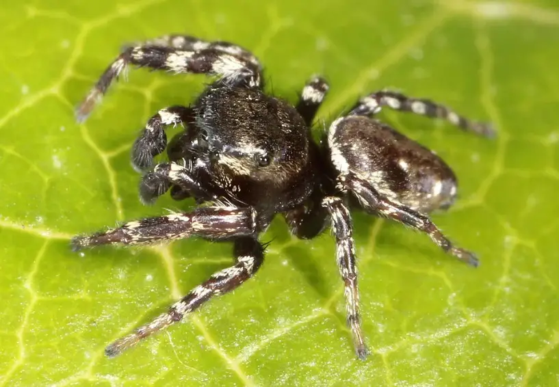 27 Black Spiders with White Stripes (Pictures and Identification)