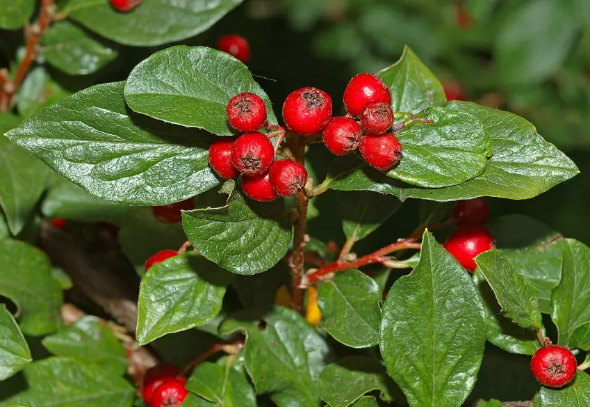 33 Trees with Red Berries (Pictures and Identification)