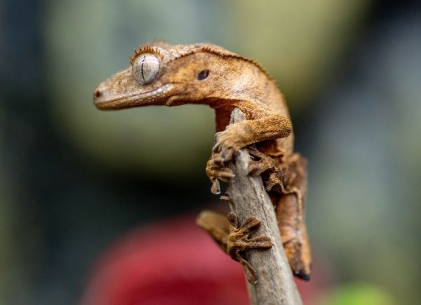 Types of Geckos