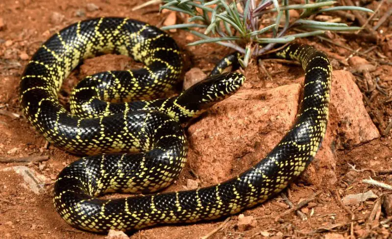 Black Snakes with Yellow Spots