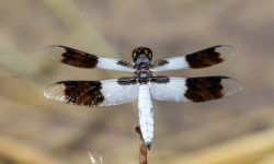 Black and White Dragonfly: 9 Types with Pictures and ID Guide