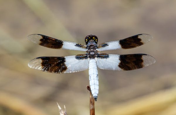 Black and White Dragonfly