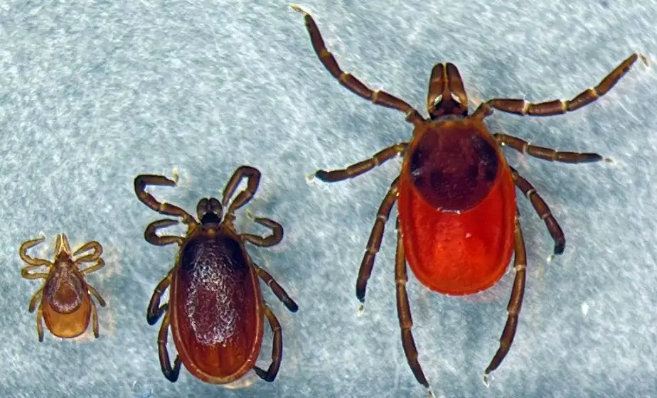 8 Species of Ticks in Florida (Pictures and Identification)