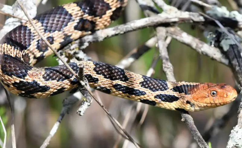 Black Snakes with Yellow Spots