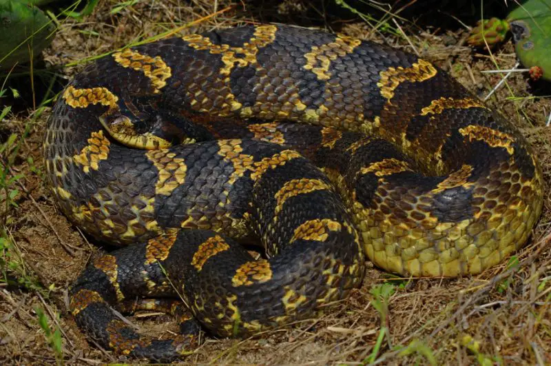 Black Snakes with Yellow Spots