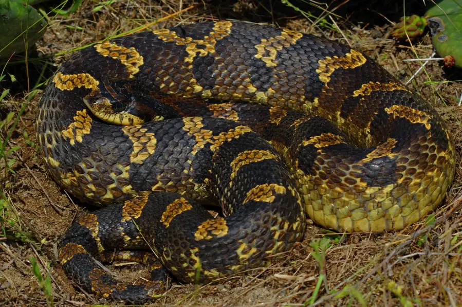 37 Black Snakes with Yellow Spots (Pictures and Identification)