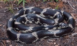 18 Black Snakes with White Stripes (With Pictures)