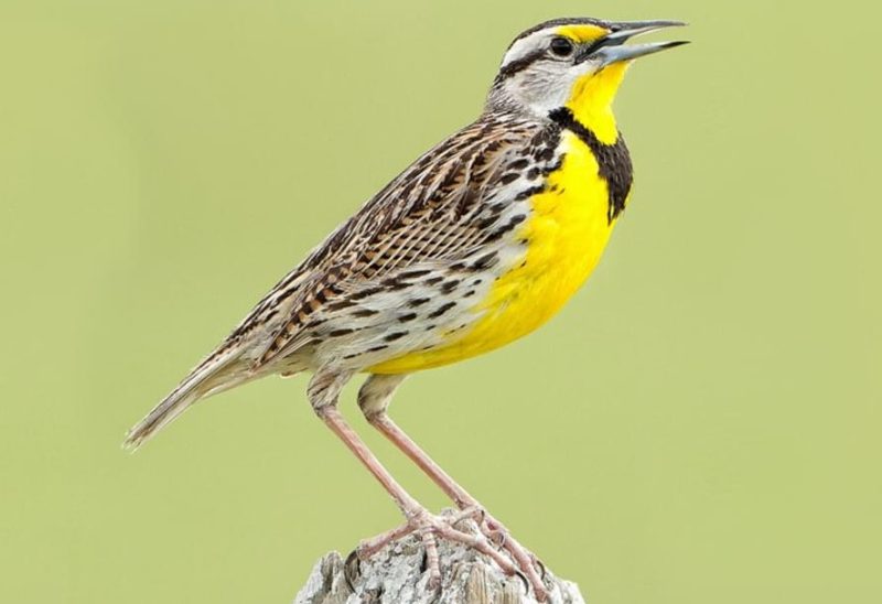Kansas State Bird