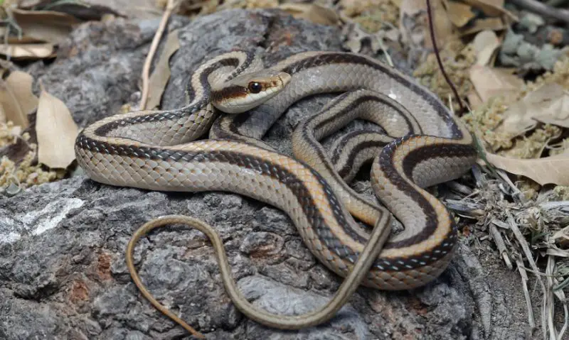 Black Snakes with Yellow Spots