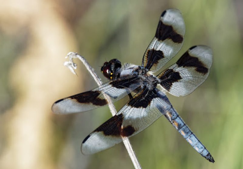 Black and White Dragonfly