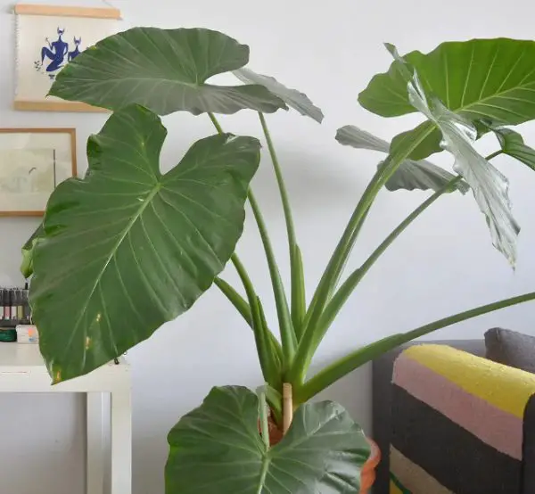 Plants with Big Leaves