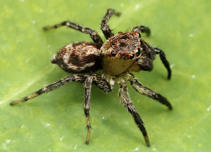 38 Spiders in Oklahoma (Pictures and Identification)