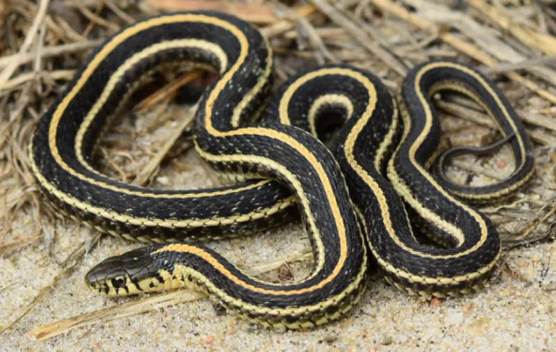 Black Snakes with Yellow Spots