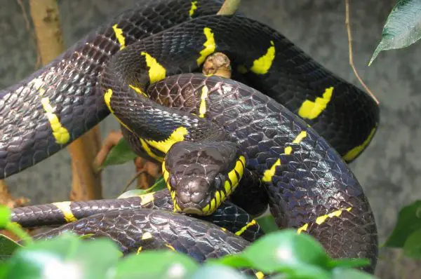 37 Black Snakes with Yellow Spots (Pictures and Identification)