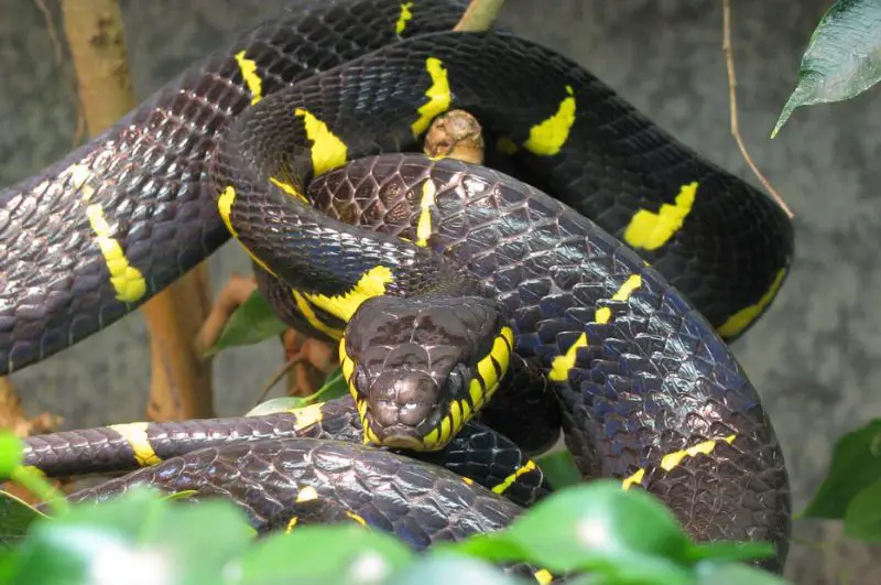 Black Snakes with Yellow Spots