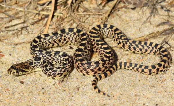 Black Snakes with Yellow Spots