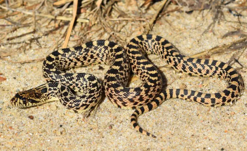 Black Snakes with Yellow Spots