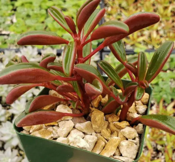 Peperomia Varieties