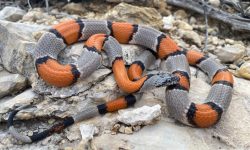 20 Black and Orange Snakes with Pictures and Identification