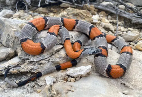 Black and Orange Snakes