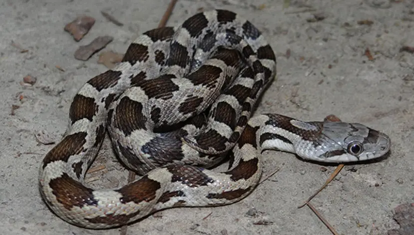 23 Michigan Snakes (With Pictures and Identification)