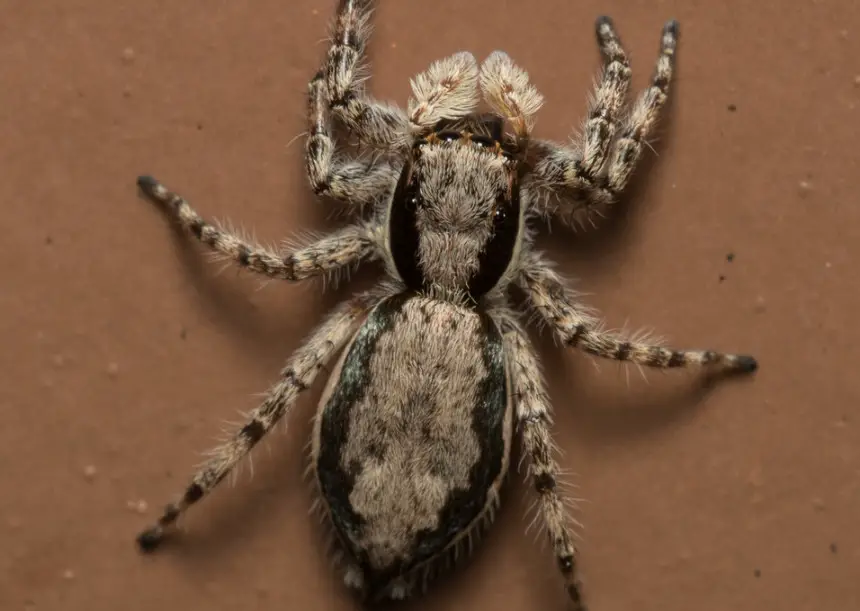 27 Black Spiders with White Stripes (Pictures and Identification)