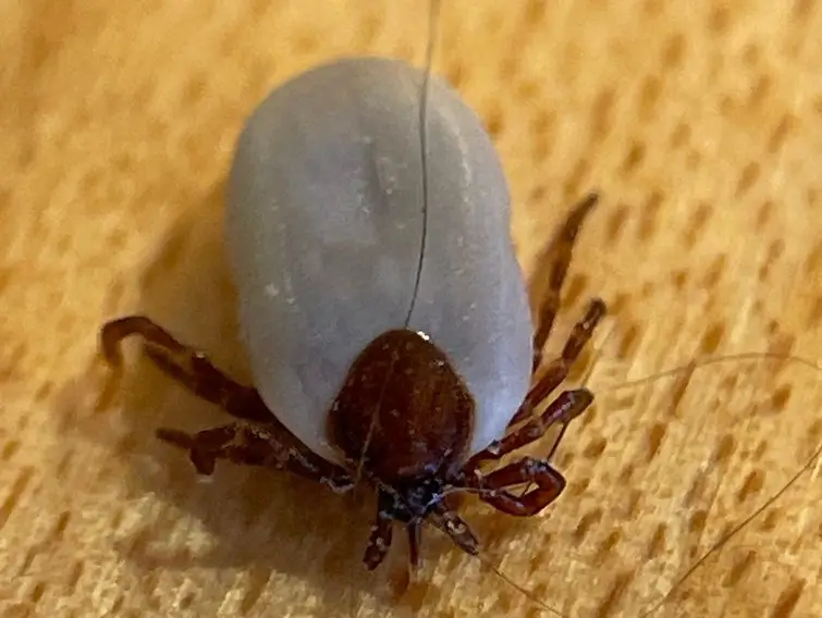 8 Species of Ticks in Florida (Pictures and Identification)