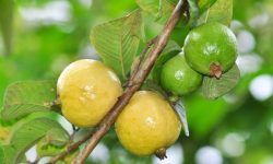 Guava Fruit Tree:  A Detailed Care and Growing Guide
