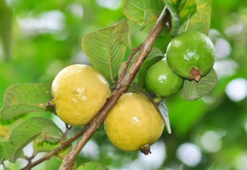 Guava Fruit Tree