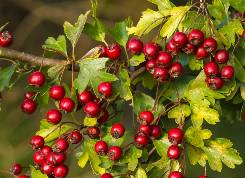 33 Trees with Red Berries (Pictures and Identification)