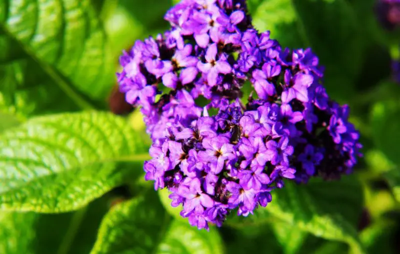 Fragrant Purple Flowers